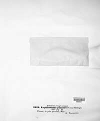 Lophodermium pinastri image